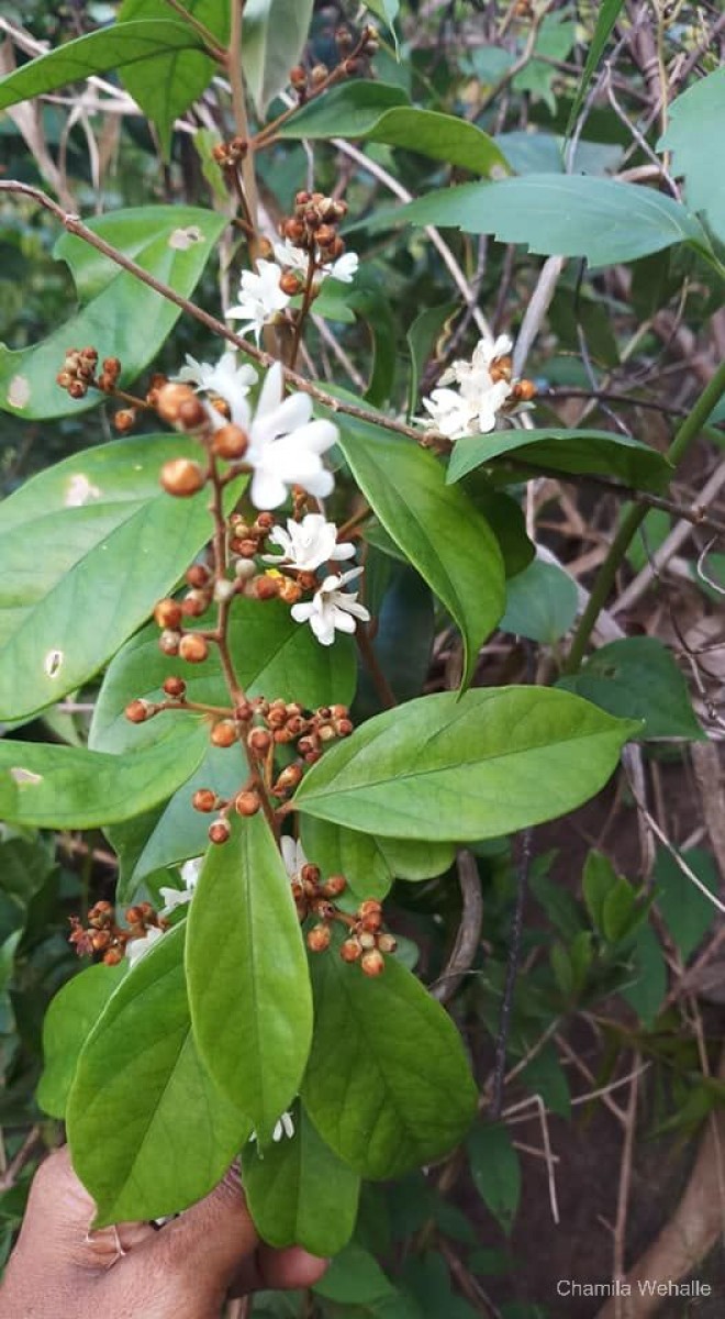 Erycibe paniculata Roxb.